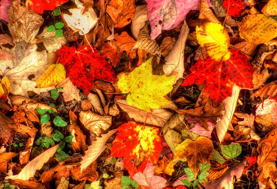 Ground Bouquet No. 2 - Cunningham Falls State Park Frederick County Maryland - Autumn Photograph by Michael Mazaika