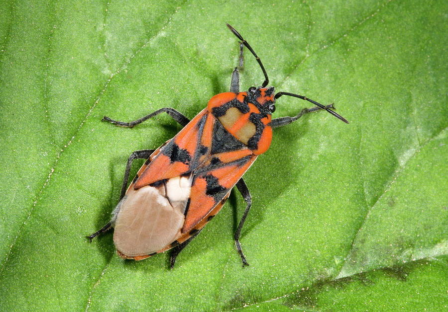 Ground Bug Lygaeus Saxatilis Photograph by Nigel Downer - Fine Art America