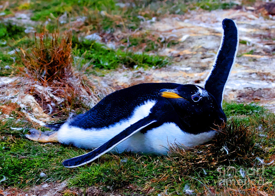 Falkland Islands Gentoo Penguin Ground Flight Photograph by Tap On Photo