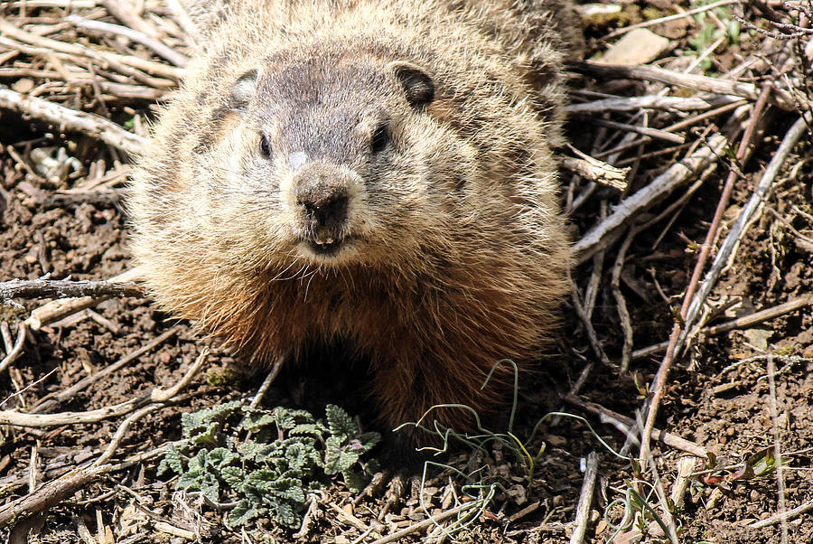 Ground Hog Photograph By Frank Selvage - Fine Art America