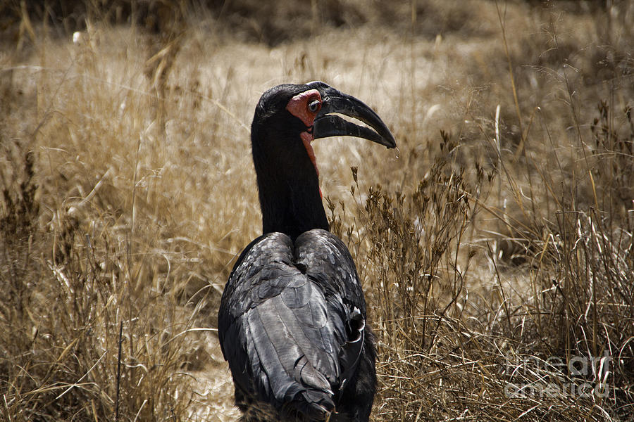 Ground Hornbill-Africa Photograph by Douglas Barnard