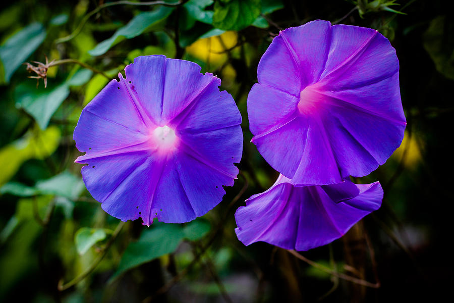 Ground Morning Glory Singapore Flower Photograph by Donald