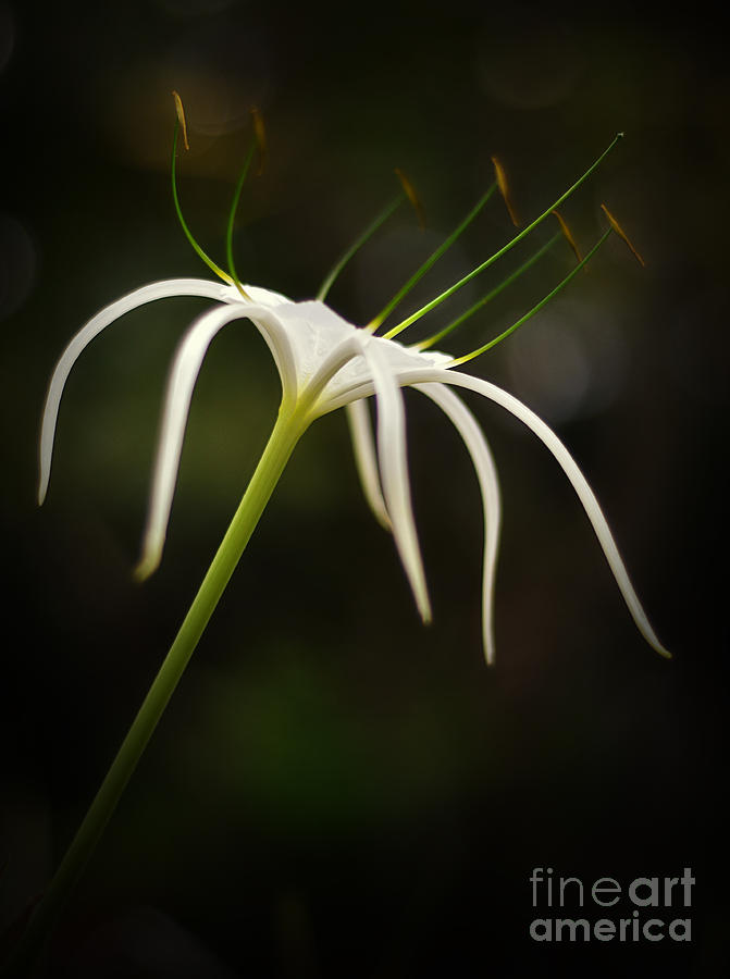 White spider flower Photograph by Tran Minh Quan - Fine Art America