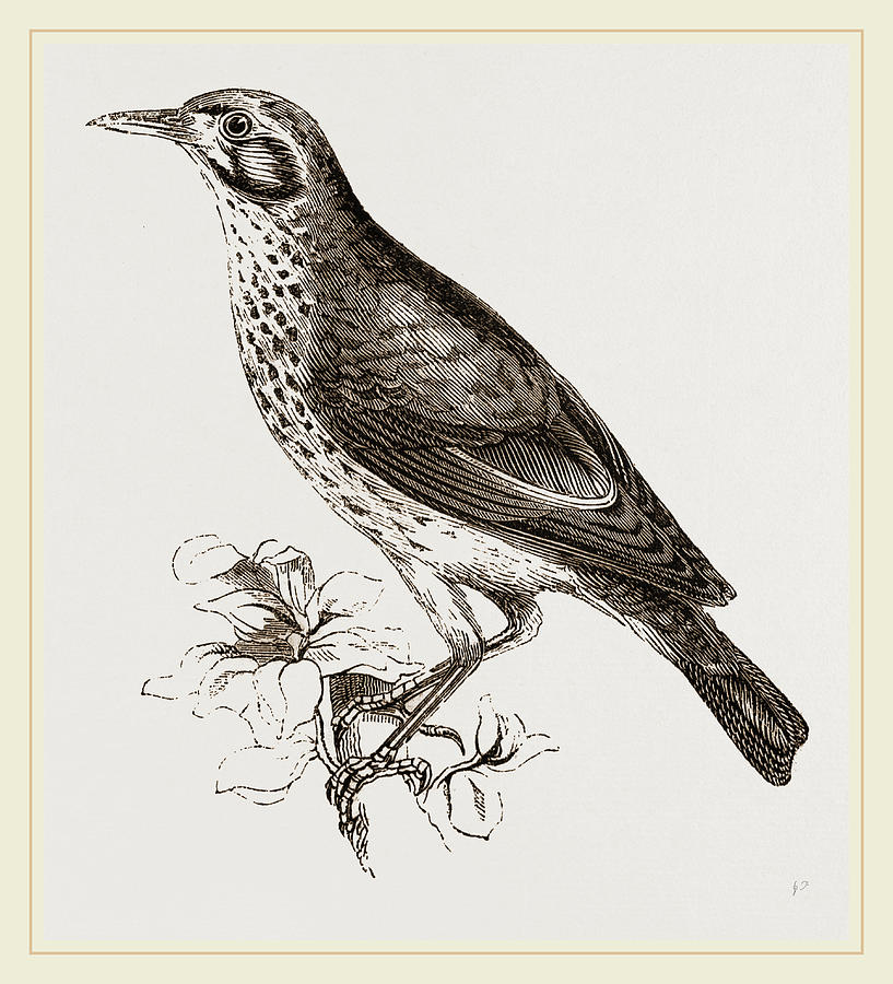 Ground Scraping Thrush Drawing by Litz Collection - Fine Art America