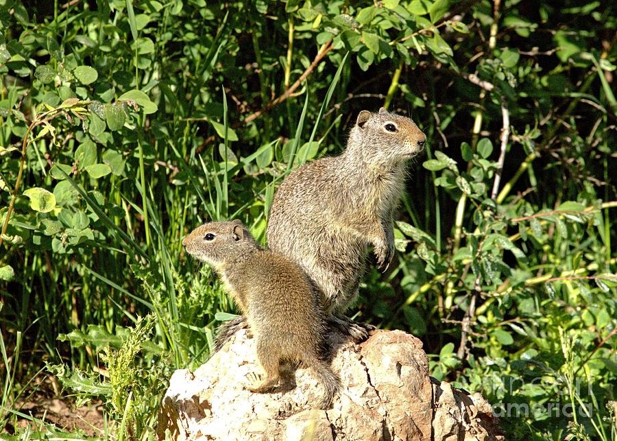 Ground Squirrel and Baby Photograph by Roxie Crouch