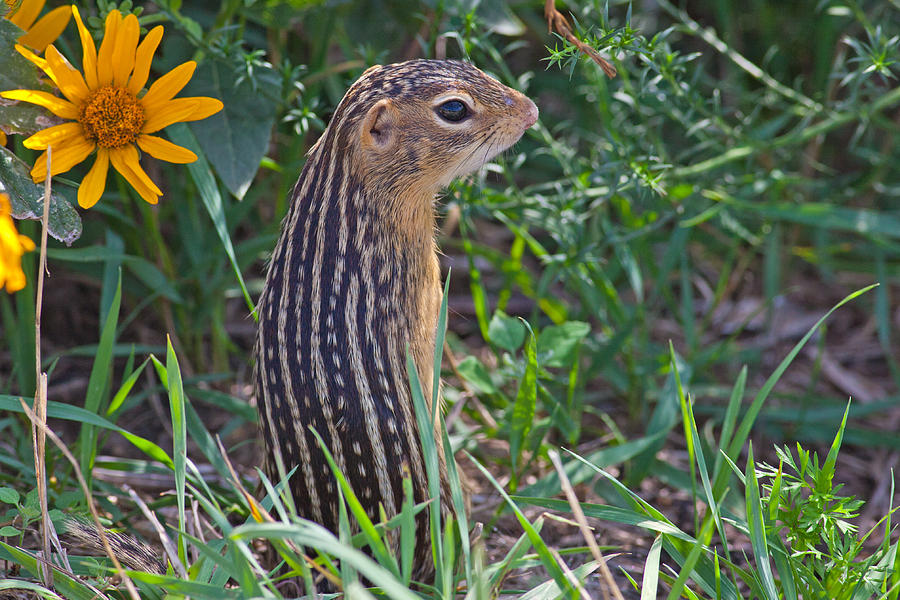 Ground Squirrel at Horicon Marsh Photograph by Natural Focal Point Photography