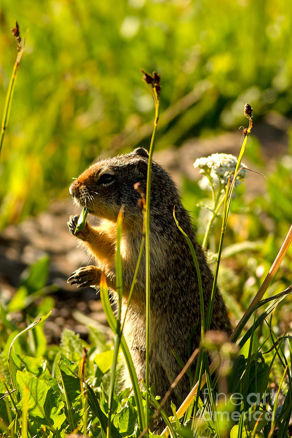 Ground Squirrel at Sunrise Photograph by Natural Focal Point Photography