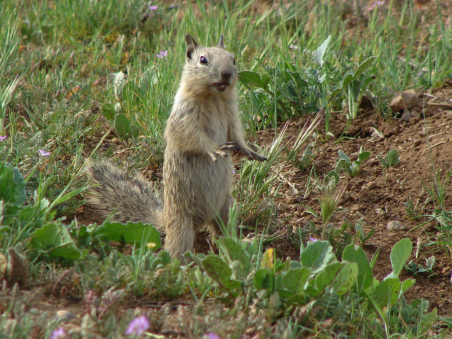 Ground Squirrel  Photograph by Carl Moore