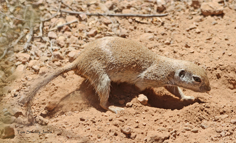 Ground Squirrel Digging A Hole In The Hot Desert Photograph by Tom Janca