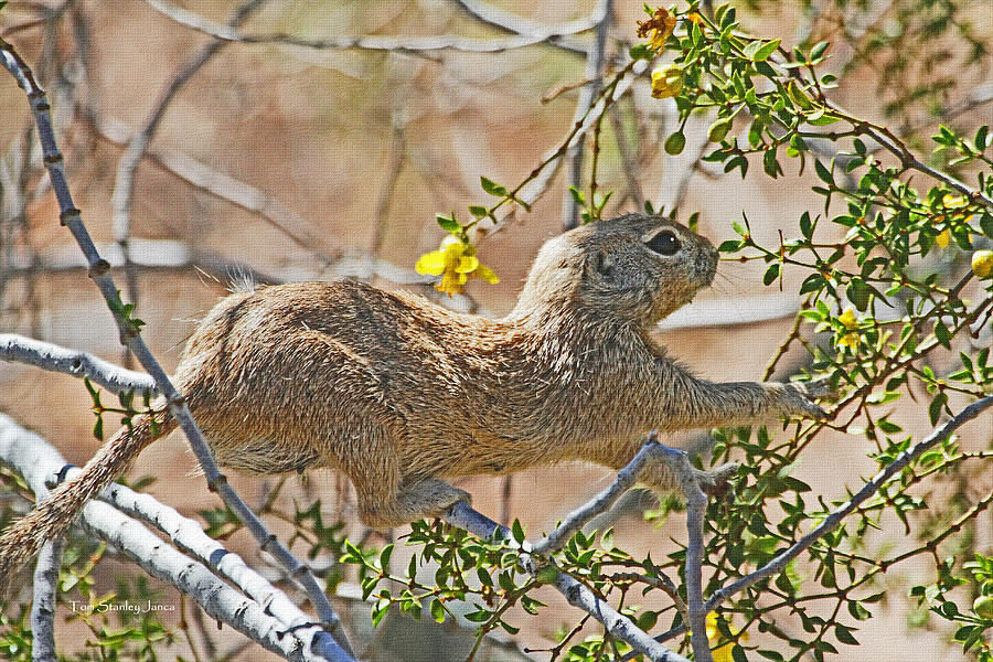 Ground Squirrel Eats The Flowers Photograph by Tom Janca
