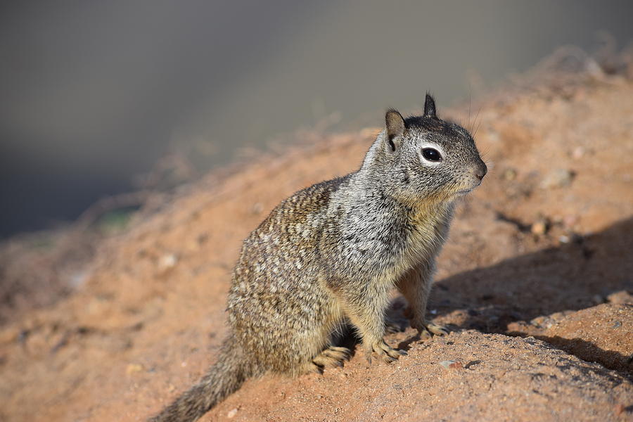 Ground Squirrel Photograph by Eric Johansen