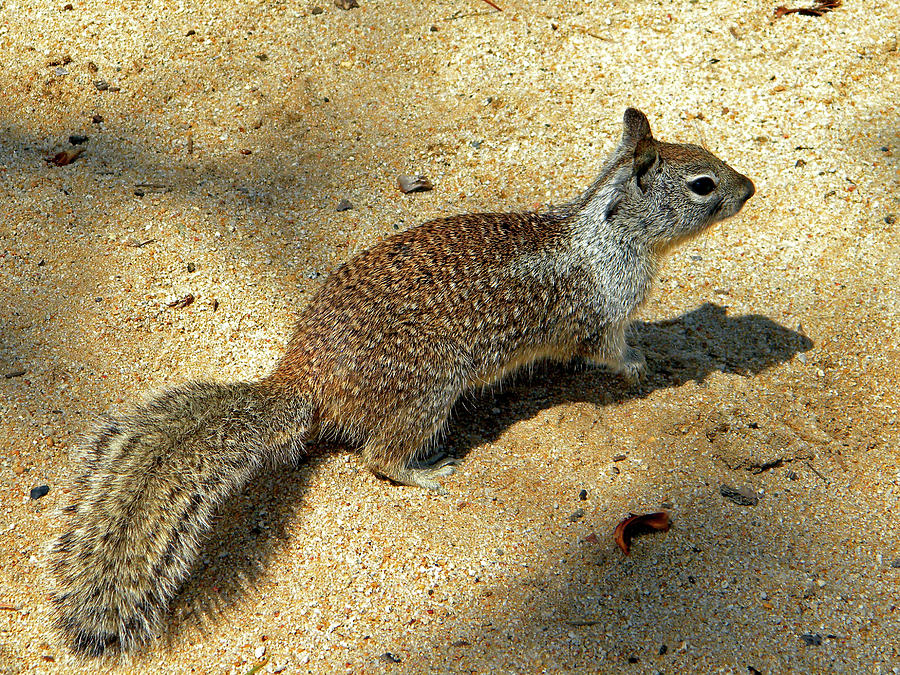 Ground Squirrel Photograph by Frank Wilson