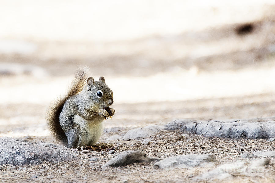 Ground Squirrel Photograph by Ivy Ho