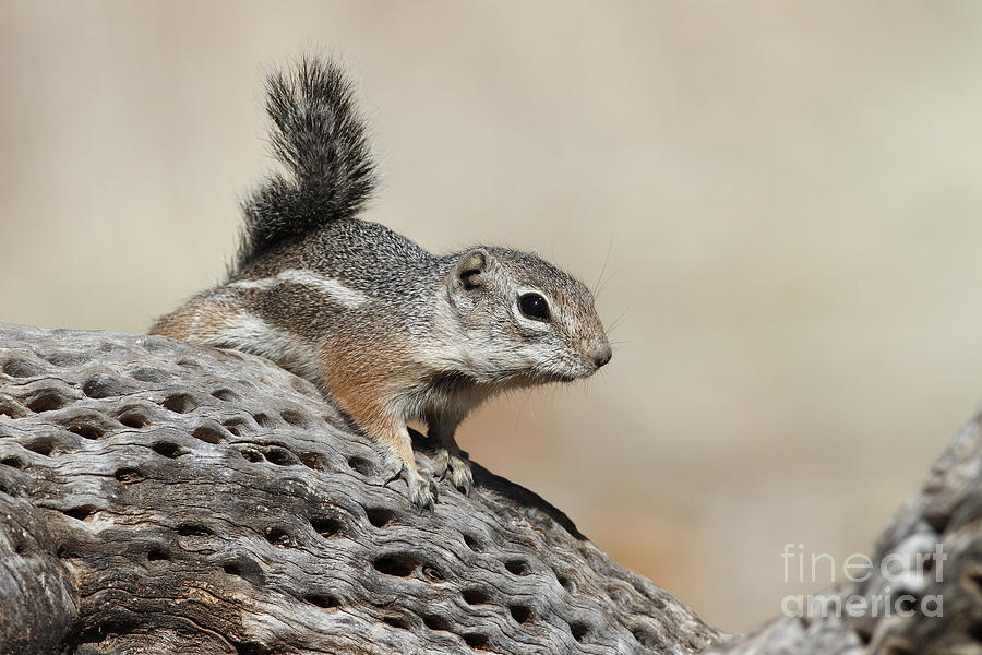 Ground Squirrel on a cactus Photograph by Bryan Keil