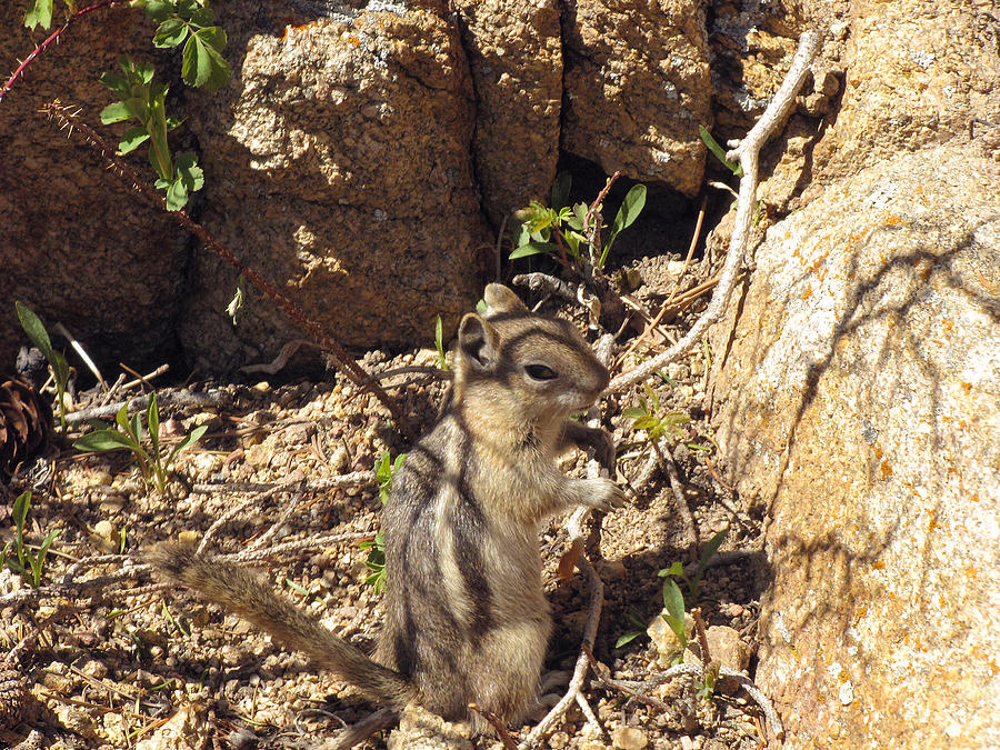Ground Squirrel Photograph by Phil Welsher