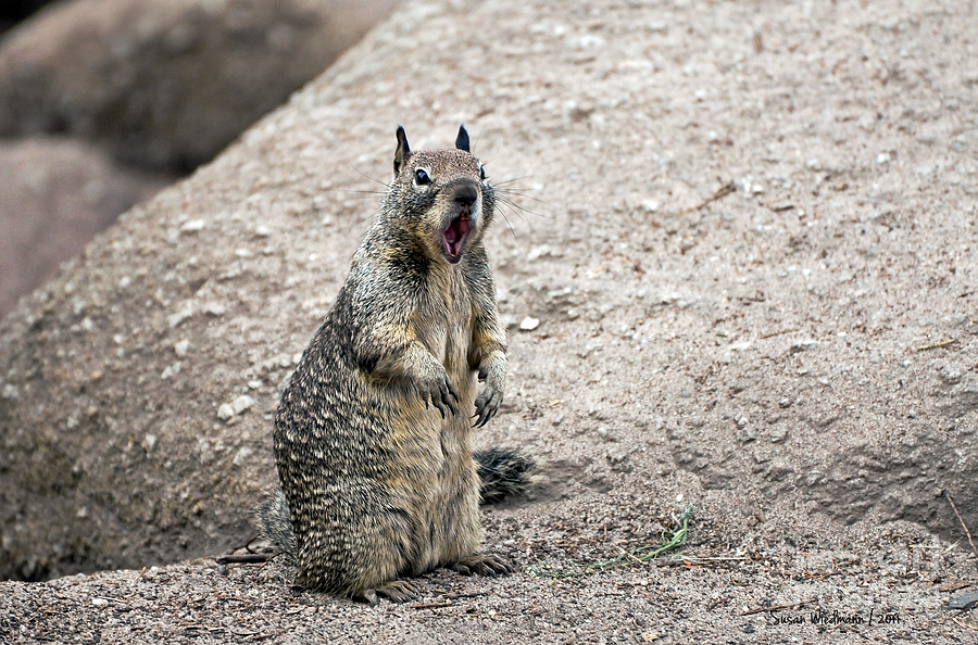 Squirrel Photograph - Ground Squirrel Raising a Ruckus by Susan Wiedmann