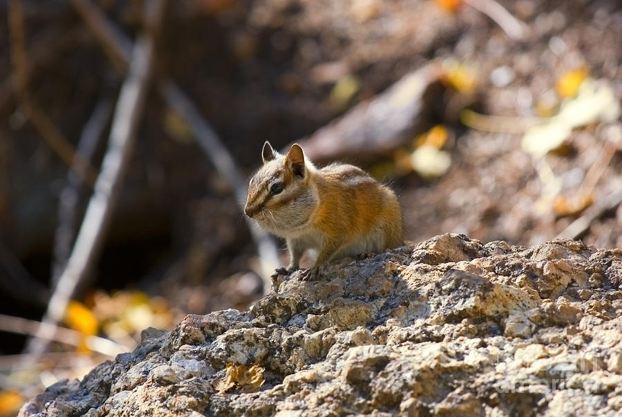 Ground Squirrel Photograph by Steven Krull