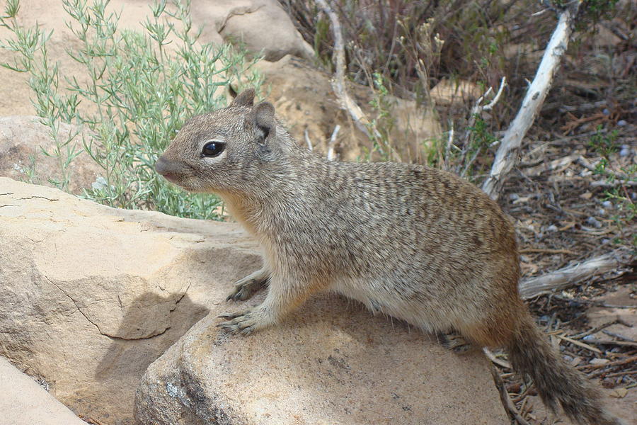 Ground Squirrel Photograph by Susan Woodward