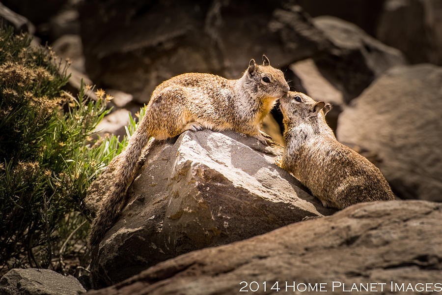 Ground Squirrels in Spring Photograph by Janis Knight