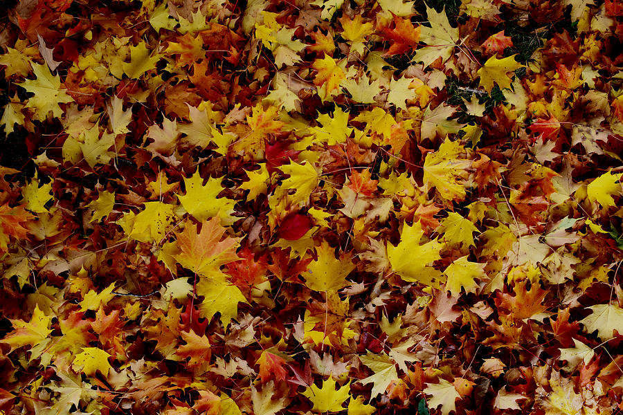 Ground Swell In Autumn Leaves Photograph by Gary Smith
