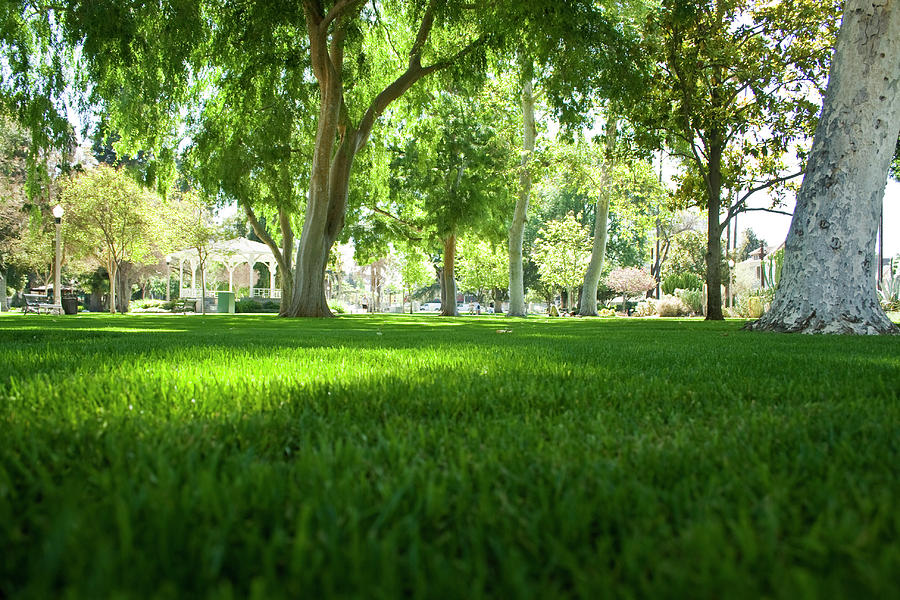 Ground View Photograph by Terry Thomas - Fine Art America