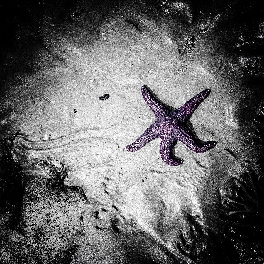 Grounded Starfish Photograph by Roxy Hurtubise