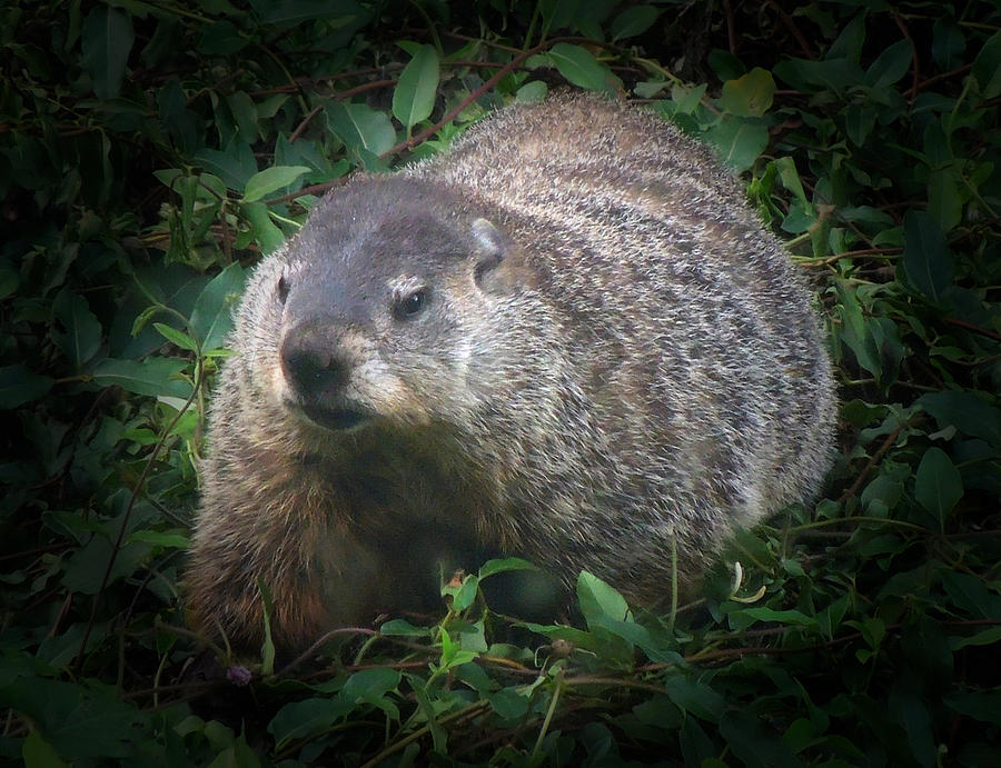 Groundhog 1 Photograph by Pete Trenholm