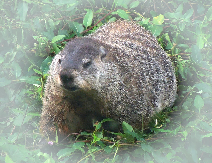 Groundhog 2 Photograph by Pete Trenholm