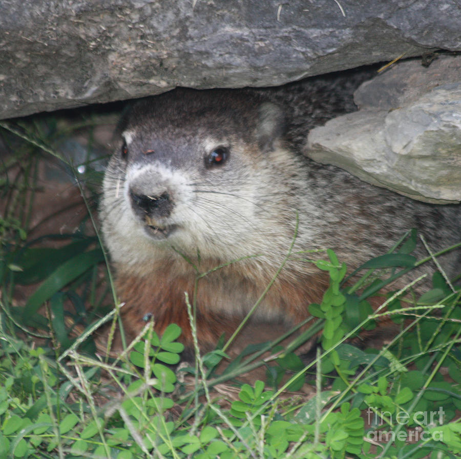 Groundhog Hiding In His Cave Photograph by John Telfer