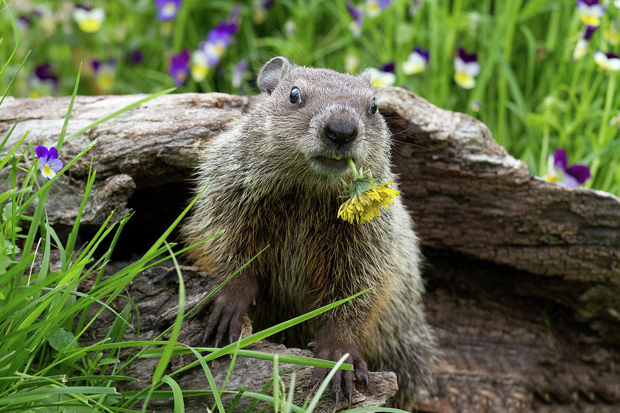 Groundhog Photograph - Groundhog  Kit Marmota Monax by Debbie Dicarlo