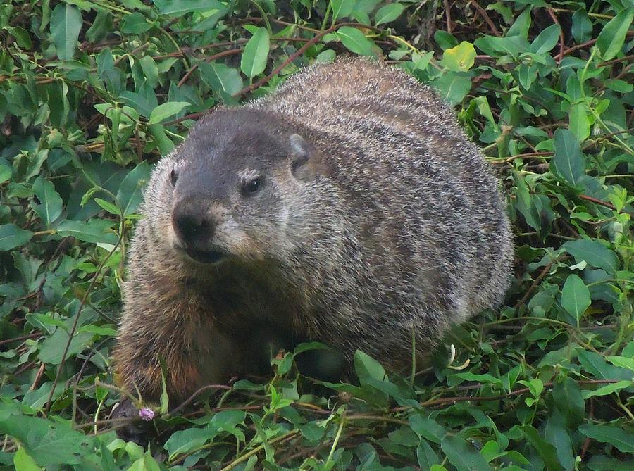Groundhog Photograph by Pete Trenholm