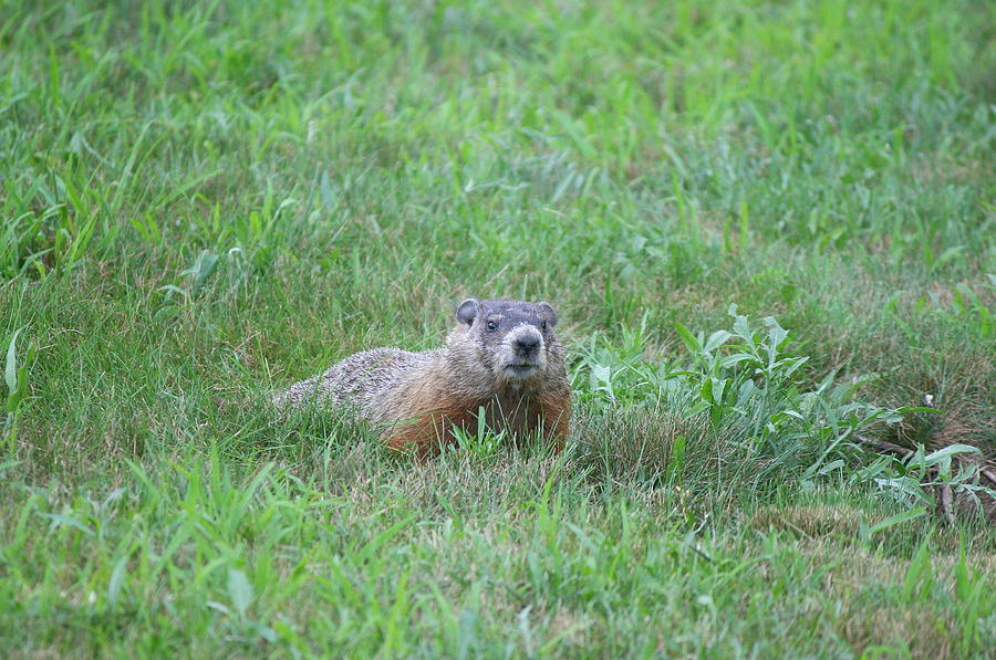 Groundhog Reconnaissance Photograph by Neal Eslinger