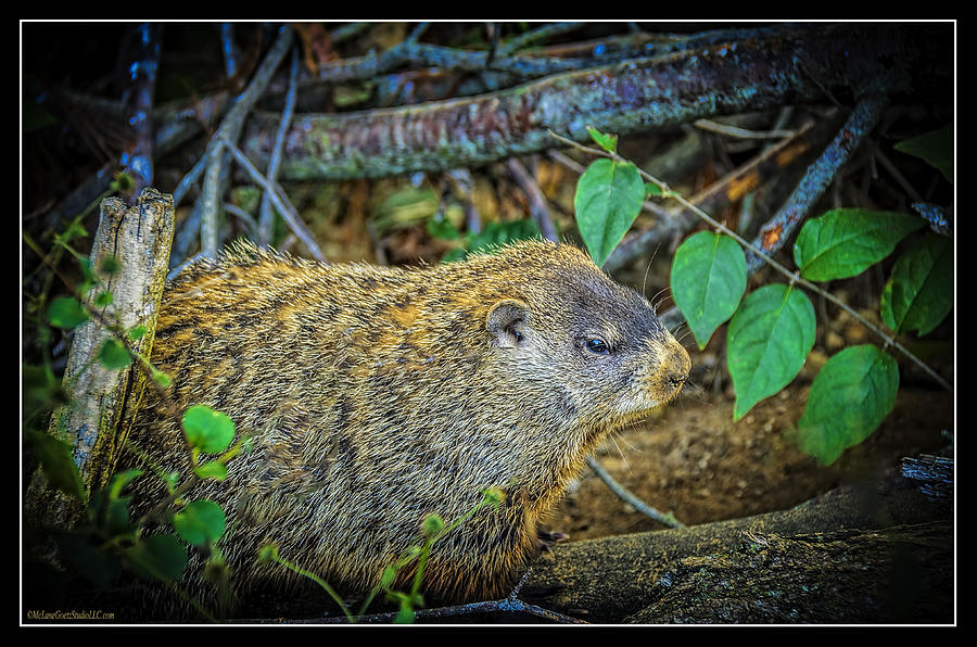 Animal Photograph - Groundhogs Day by LeeAnn McLaneGoetz McLaneGoetzStudioLLCcom