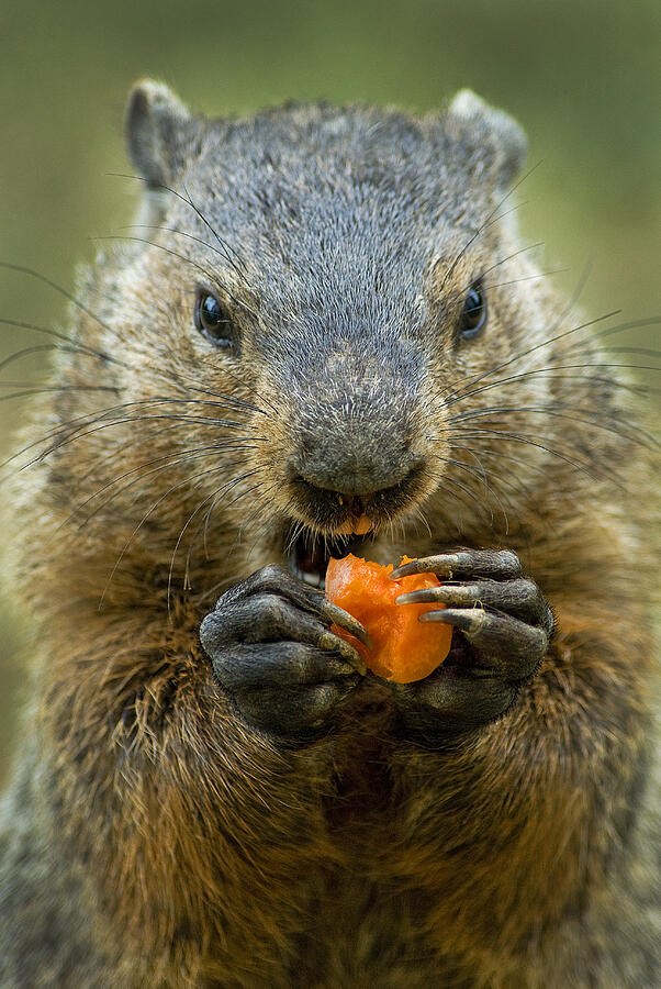 Groundhogs favorite snack Photograph by Paul W Faust -  Impressions of Light