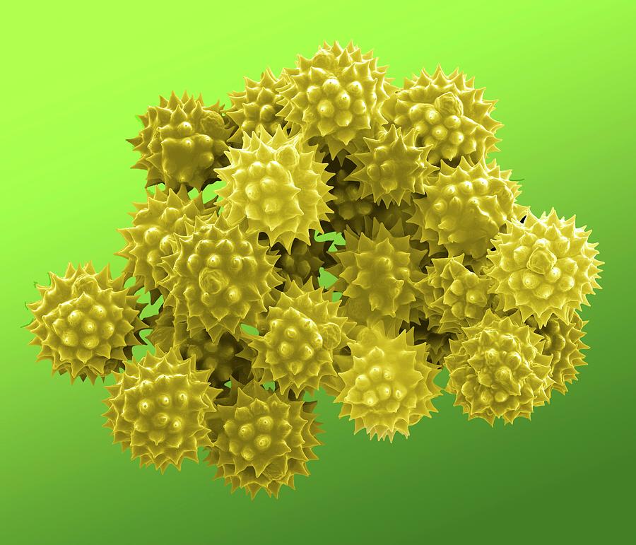 Nature Photograph - Groundsel Pollen Grains by Clouds Hill Imaging Ltd/science Photo Library