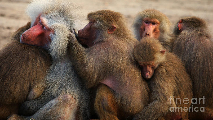 Group Baboons Close Together Photograph by Nick Biemans