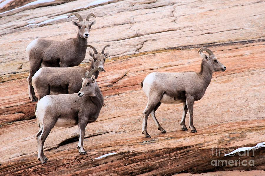 Zion National Park Photograph - Group Leader by Adam Jewell