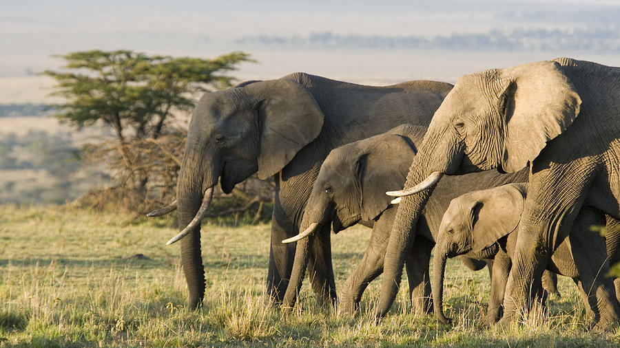 Group of African elephants in the wild Photograph by Andrew Linscott