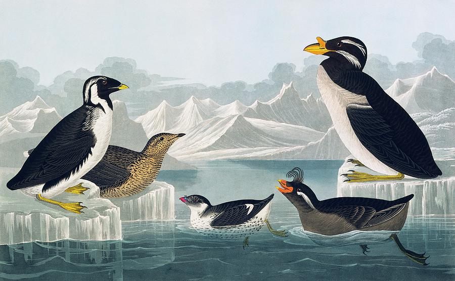 Group Of Auks And Auklets Photograph by Natural History Museum, London/science Photo Library