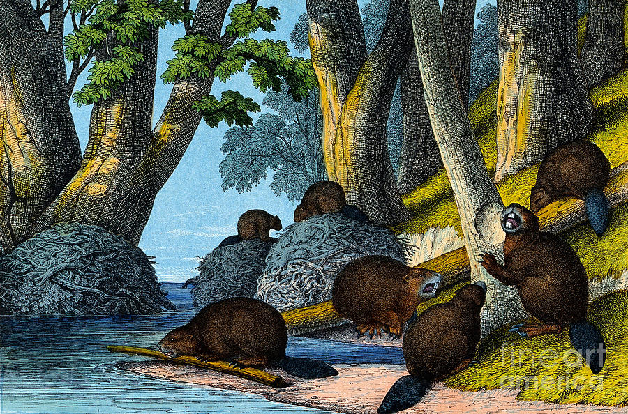 Group Of Beavers, North America Photograph by Wellcome Images