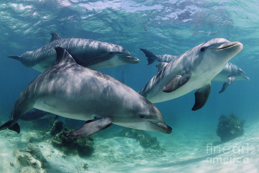Dolphin Photograph - Group Of Bottlenose Dolphins Underwater Photograph by Brandon Cole