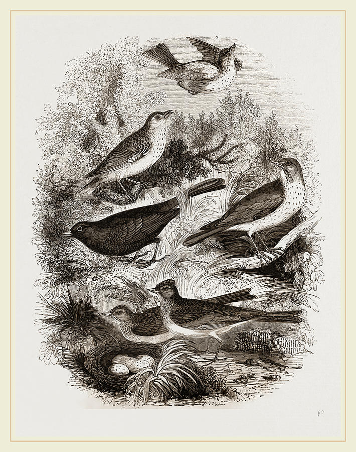 Nature Drawing - Group Of British Birds by Litz Collection