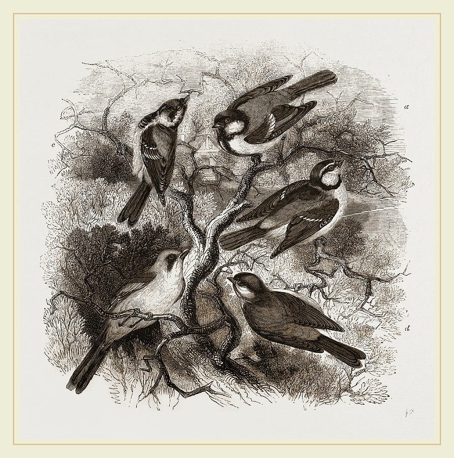 Nature Drawing - Group Of British Titmice by Litz Collection