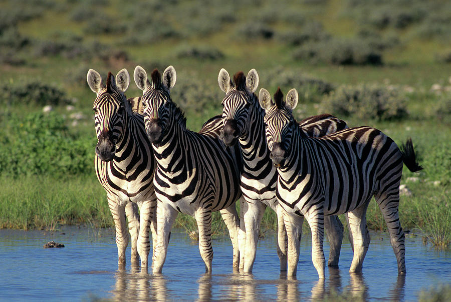 Group Of Burchells Zebra Etosha Photograph by Animal Images - Fine Art ...