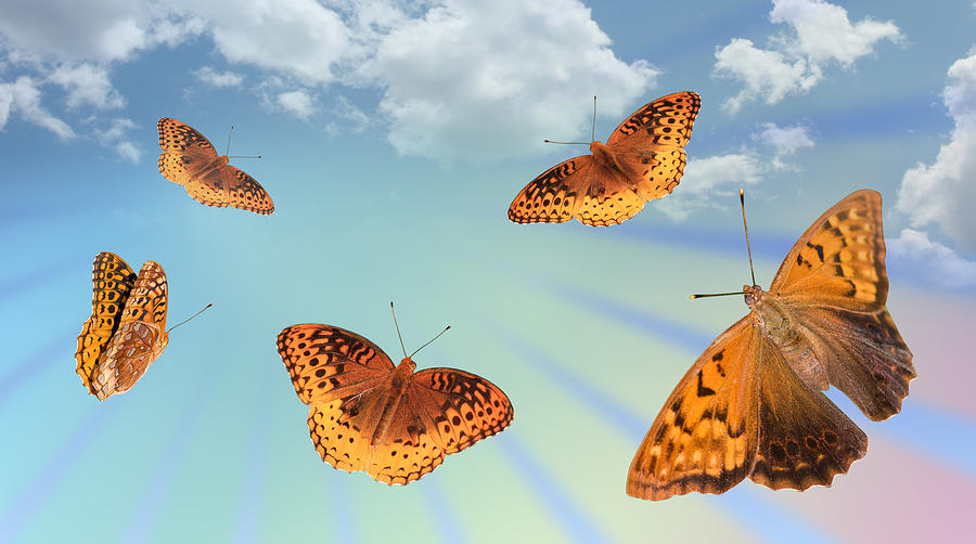 Group of Butterflies and Sky Photograph by Melinda Fawver