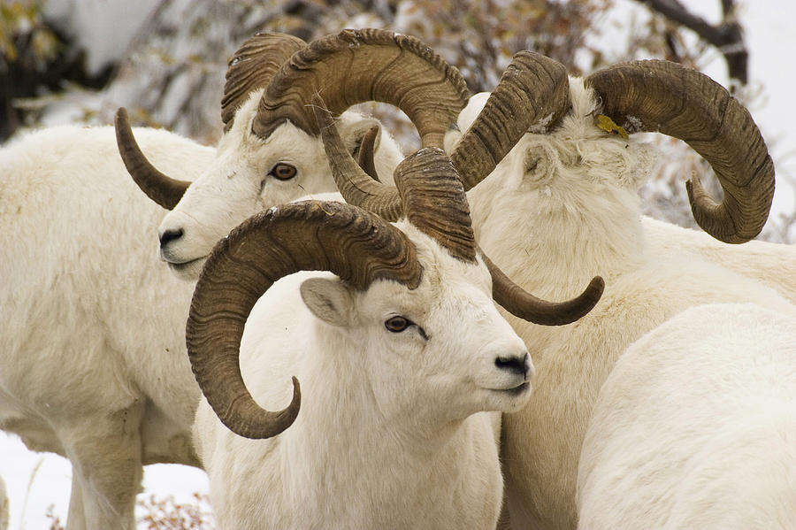 Group Of Dall Sheep Denali National Photograph by Jim Kohl