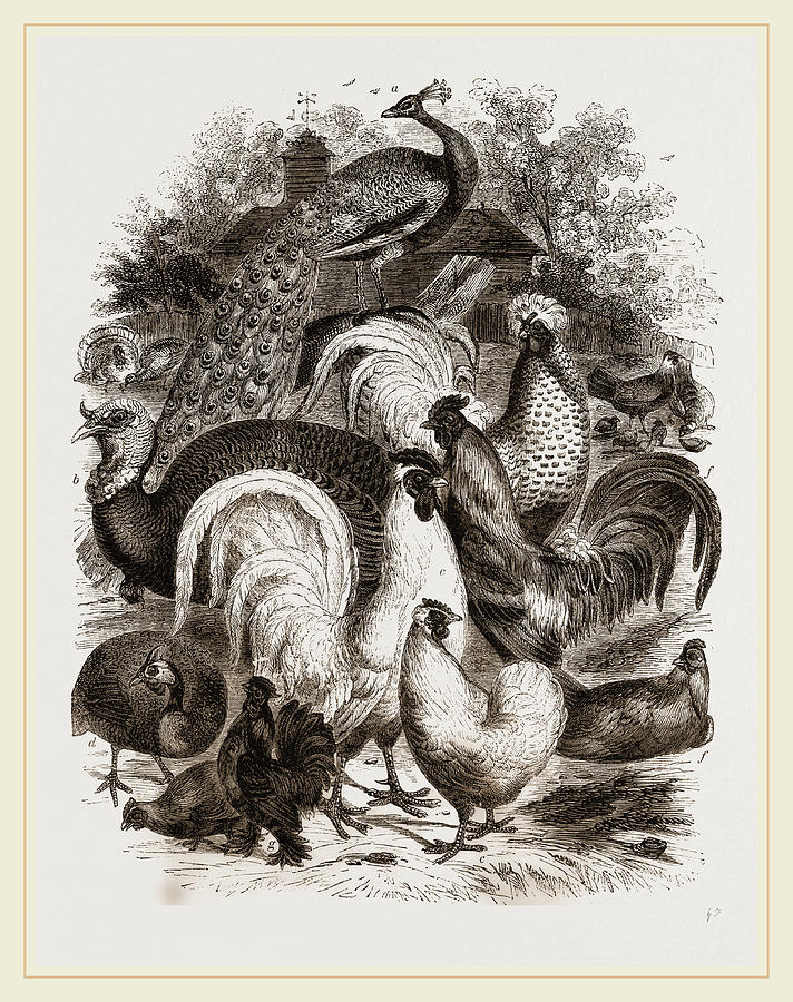 Group Of Domestic Poultry Drawing by Litz Collection - Fine Art America