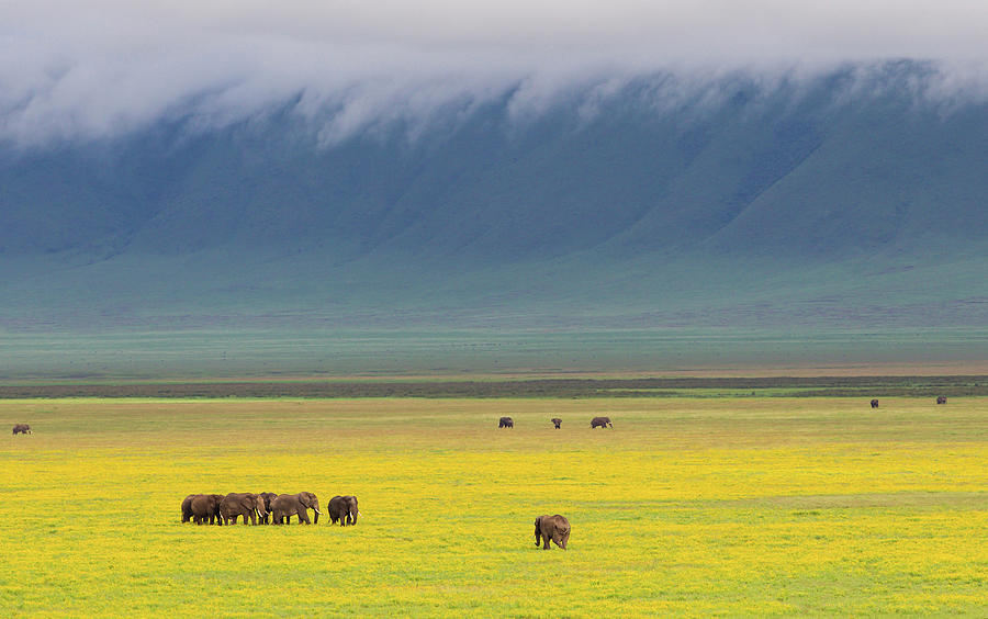 Group Of Elephants Loxodonta Africana Photograph by John Bryant