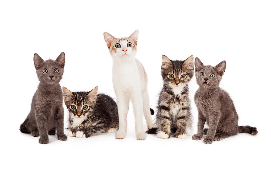 Animal Photograph - Group of five young kittens by Good Focused