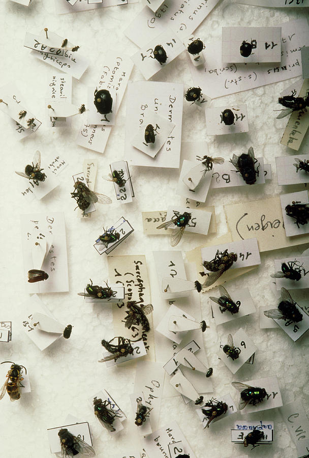 Group Of Flies For Forensic Identification Photograph by Pascal